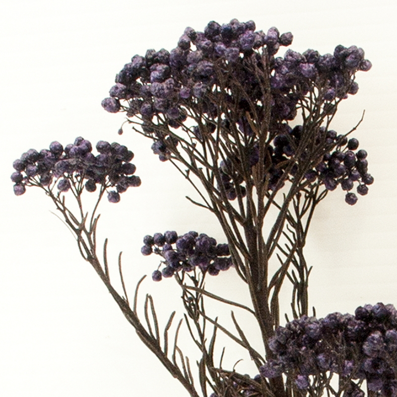 Ydmオンラインストアverdissimo ﾗｲｽﾌﾗﾜｰ 60g ﾗﾍﾞﾝﾀﾞｰﾌﾞﾙｰ プリザーブドフラワー