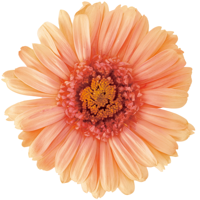 ガーベラ・グラデーション ピーチピンク