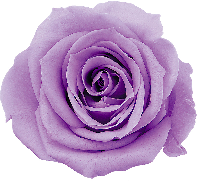 ローズ・いずみ スウィートライラック