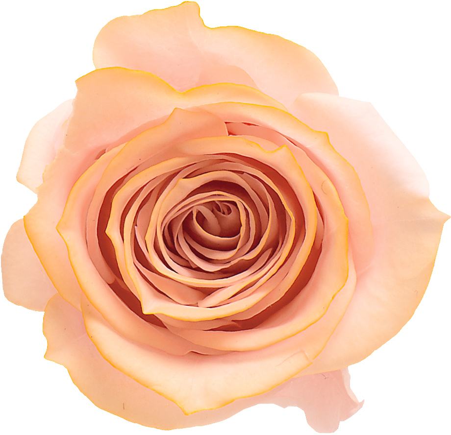 イマン プリセスローズ ミディ缶（ピンク） イマン】プリンセスローズ