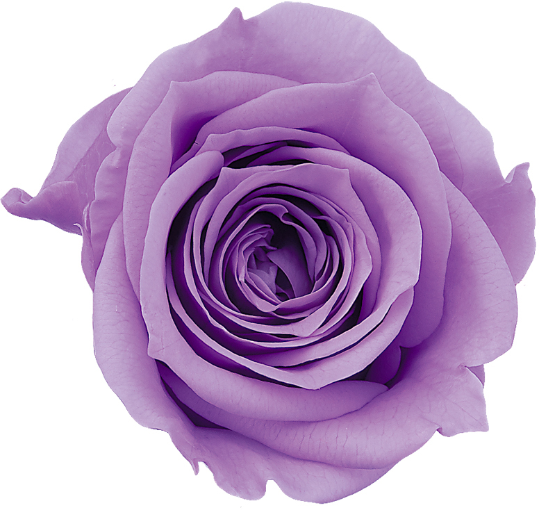 ローズ・ミミスウィートライラック