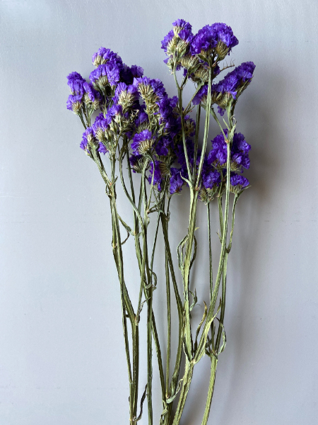 �X�^�[�`�X�@�p�[�v��