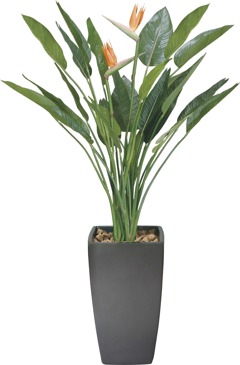 【送料別途】ア−トストレチア花付1.8