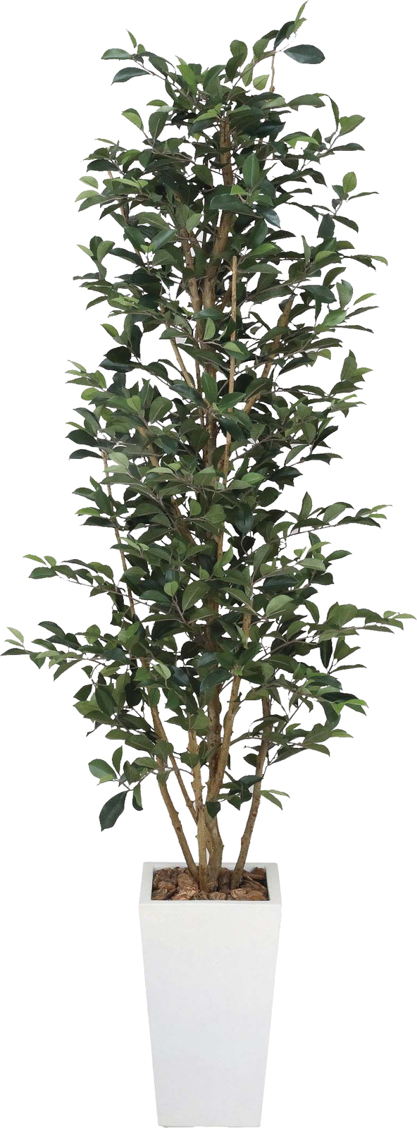 �y�����ʓr�z�޼ޭ����-1.8