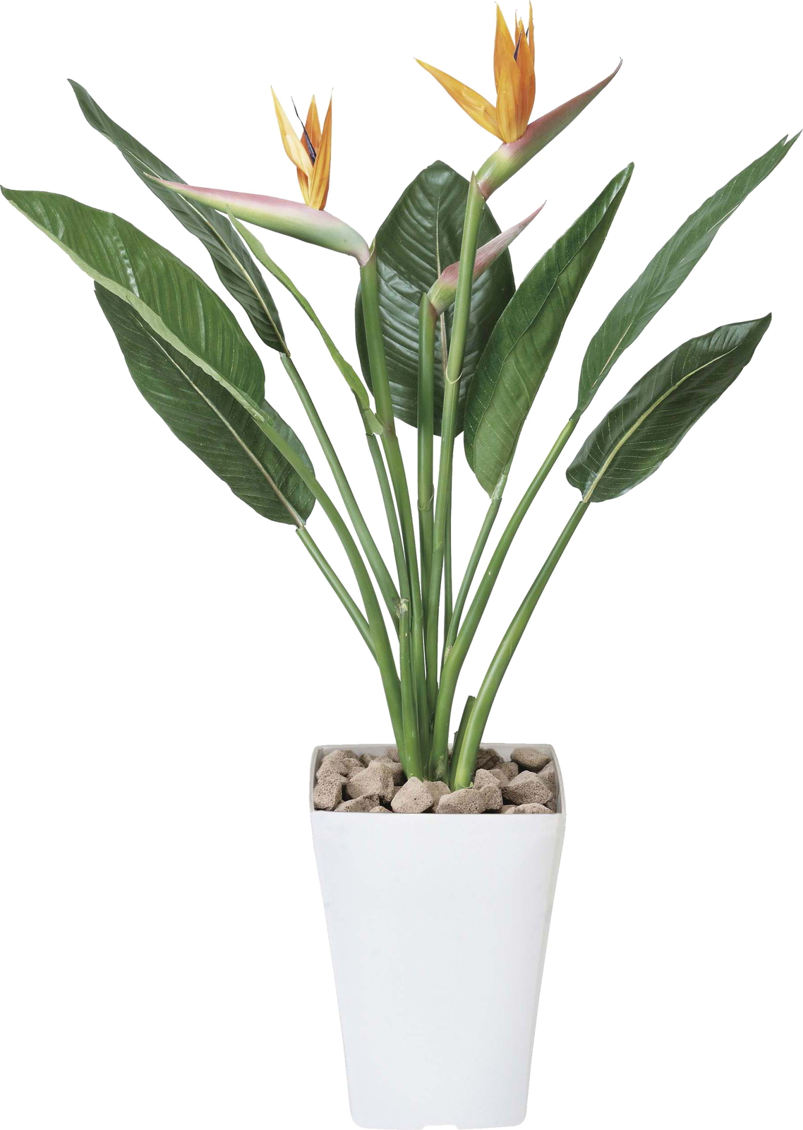 【送料別途】ストレチアS花付 1.0