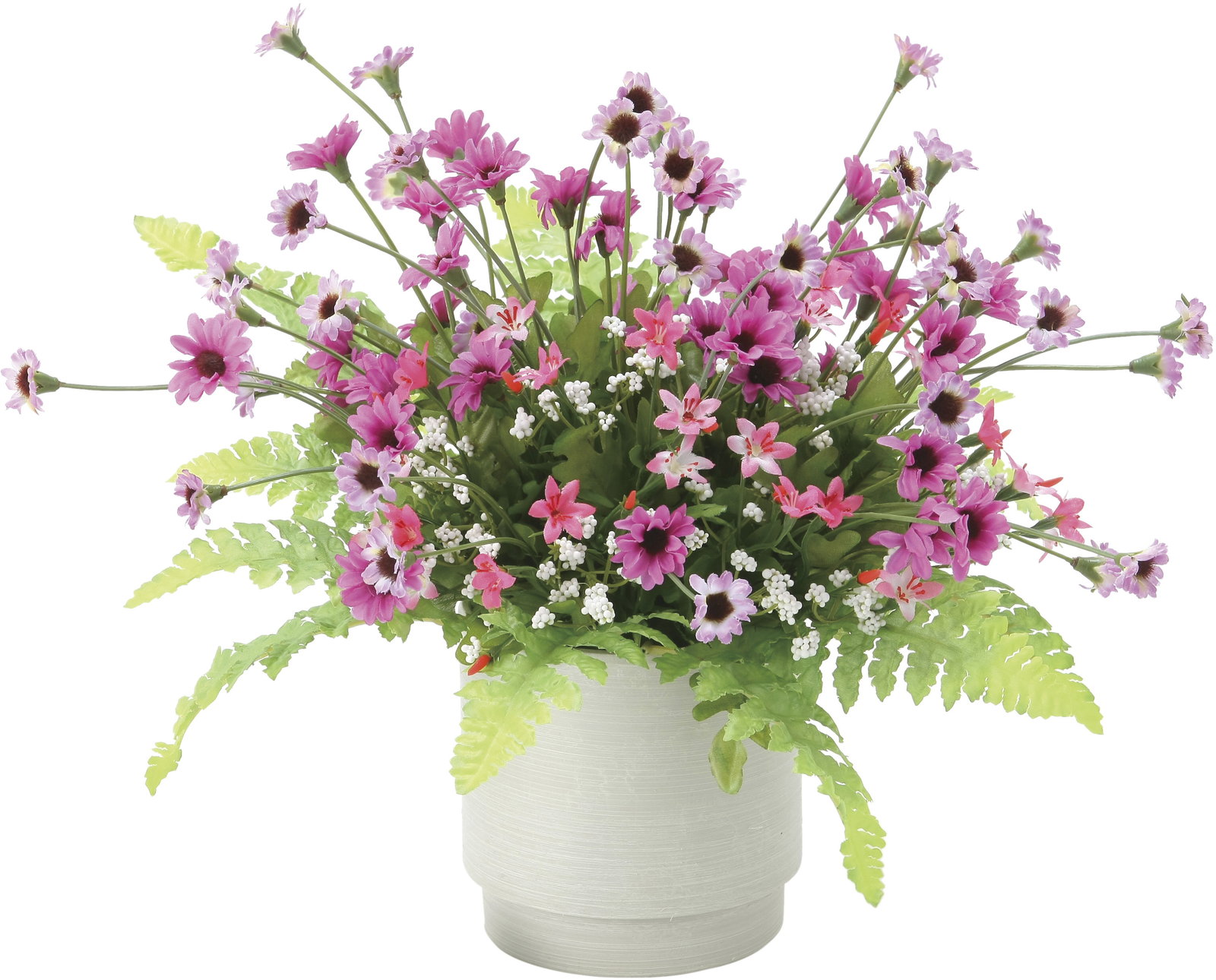 【送料別途】ビューティーデージー