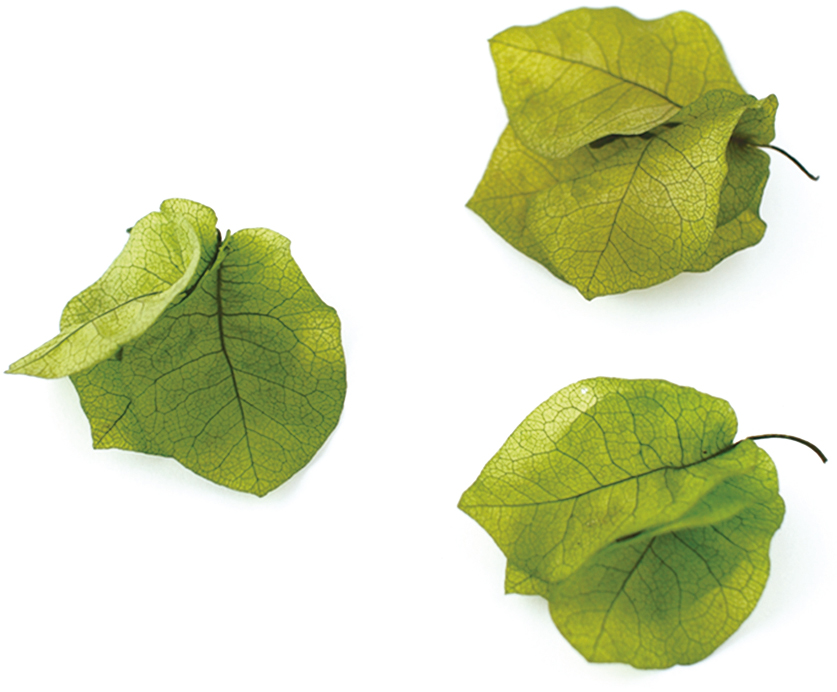 VM ブーゲンビリア グリーン