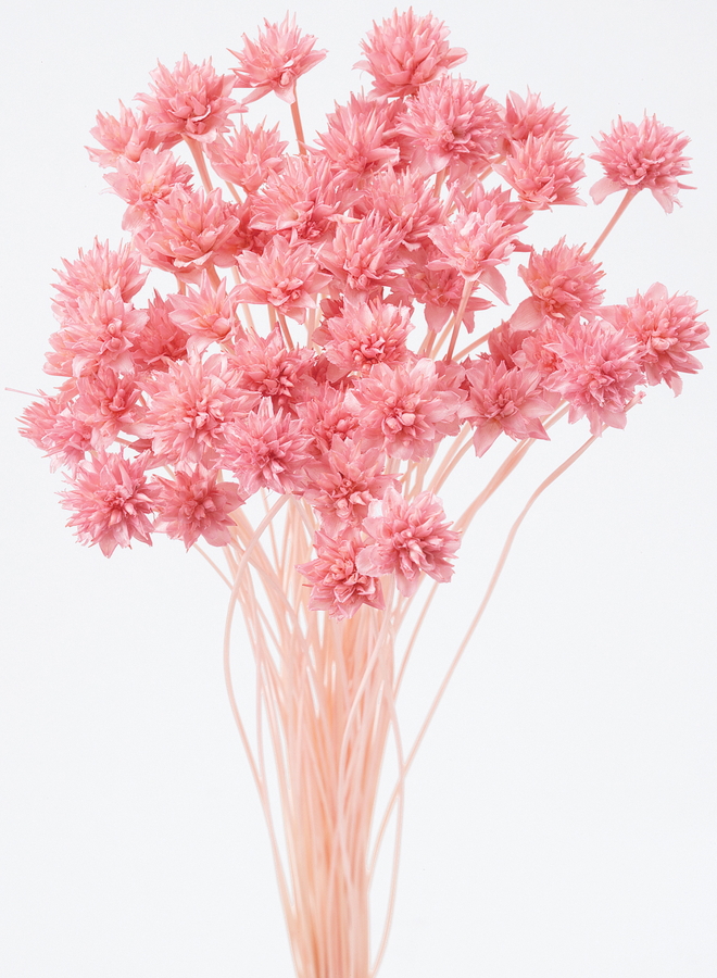 ミニコーンフラワー ピンク