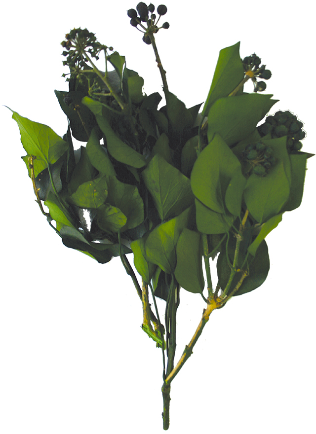 Verdissimo���ץ����ڱ���t�� ��ذ�