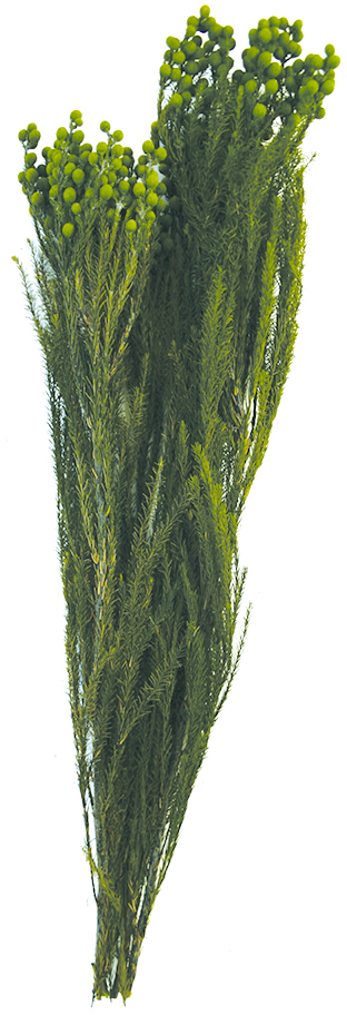 Verdissimoラヌギノーサ グリーン