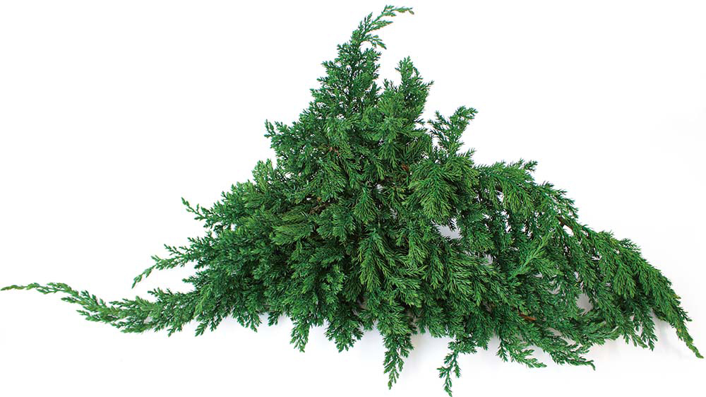 VD ジュニパー(小箱)