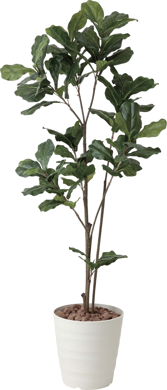 【廃盤】【送料別途】カシワバゴム 1.8m