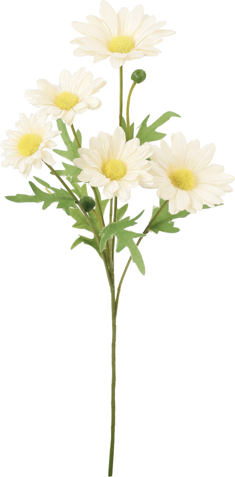 マーガレットスプレー