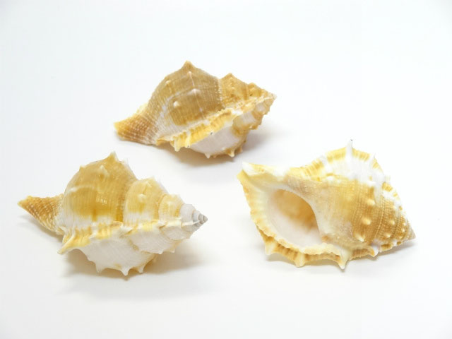 ����ɰ�(3�)