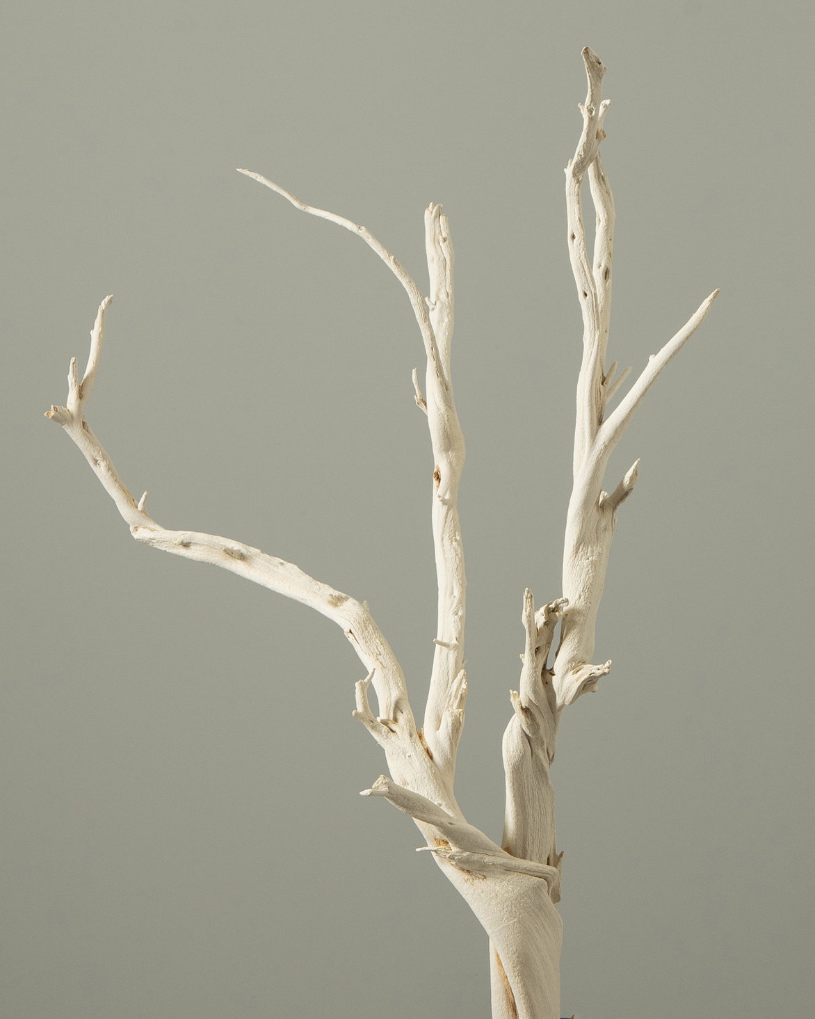 【送料別途】ゴーストウッド・ミニ オフホワイト ★