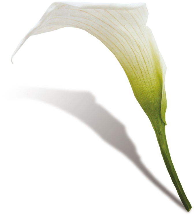 Verdissimoミニカラー ナチュラルホワイト