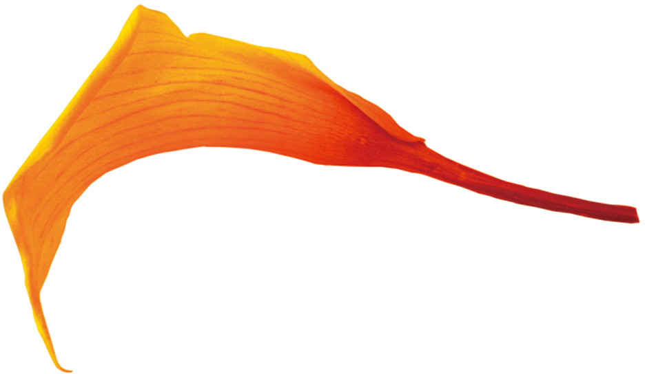 Verdissimoミニカラー サフラン