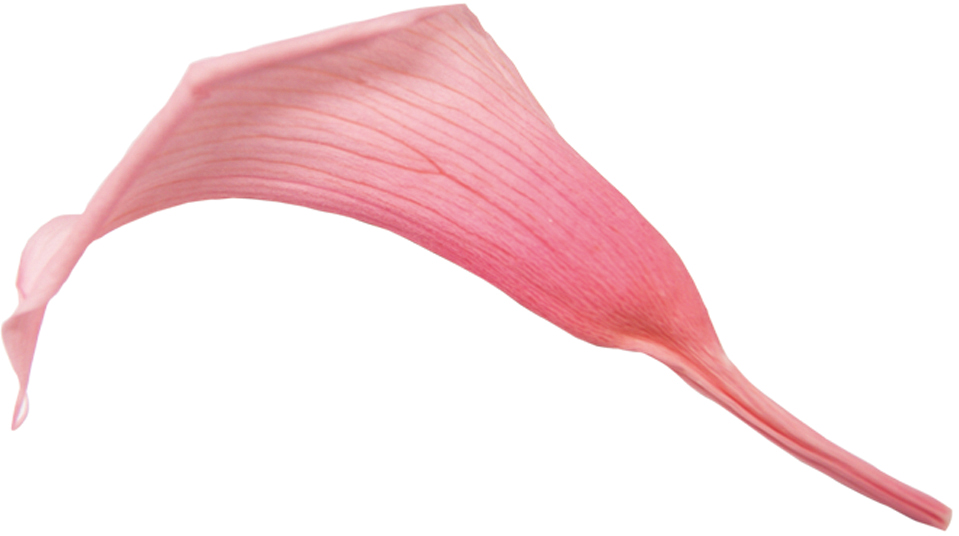 Verdissimoミニカラー ライトピンク