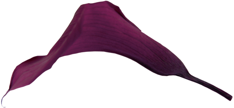 Verdissimoミニカラー バイオレット