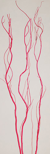 うんりゅう柳 レッド