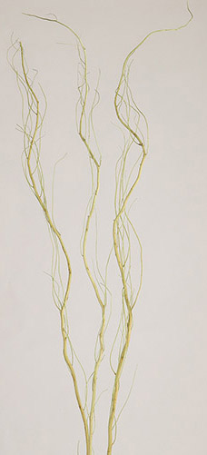 うんりゅう柳 ライトグリーン