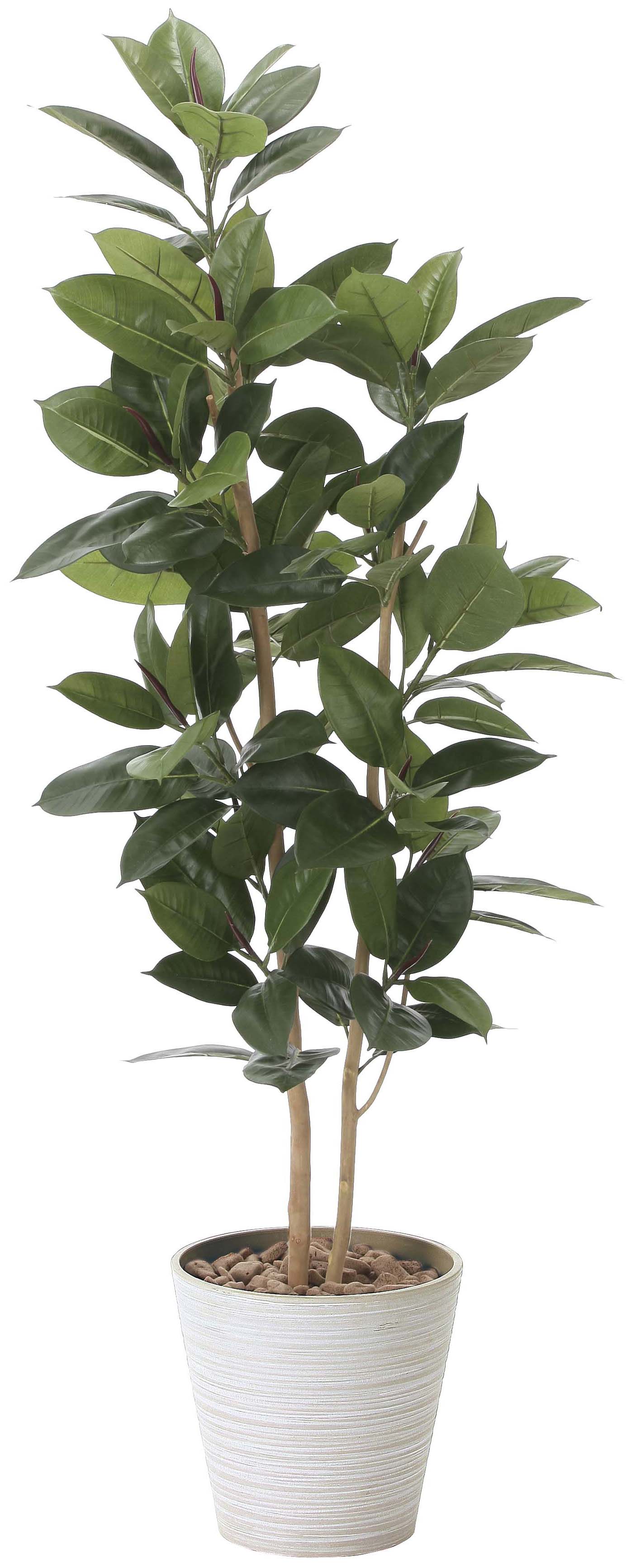 【メーカー仕様切替の為廃盤】【送料別途】ゴムの木1.6