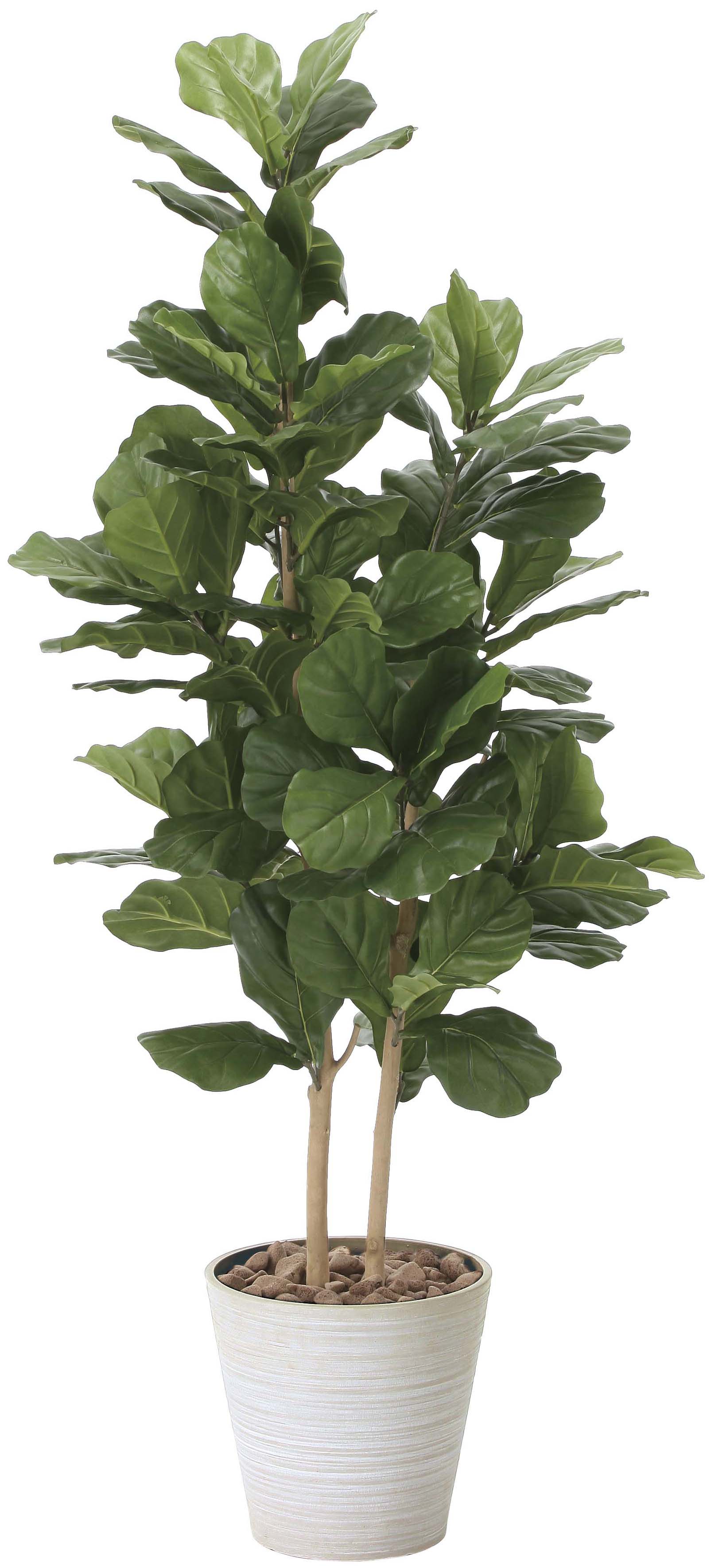 【メーカー仕様切替の為廃盤】【送料別途】カシワバゴム1.6