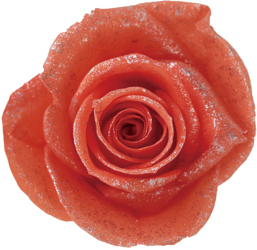 PMバースローズ コーラル