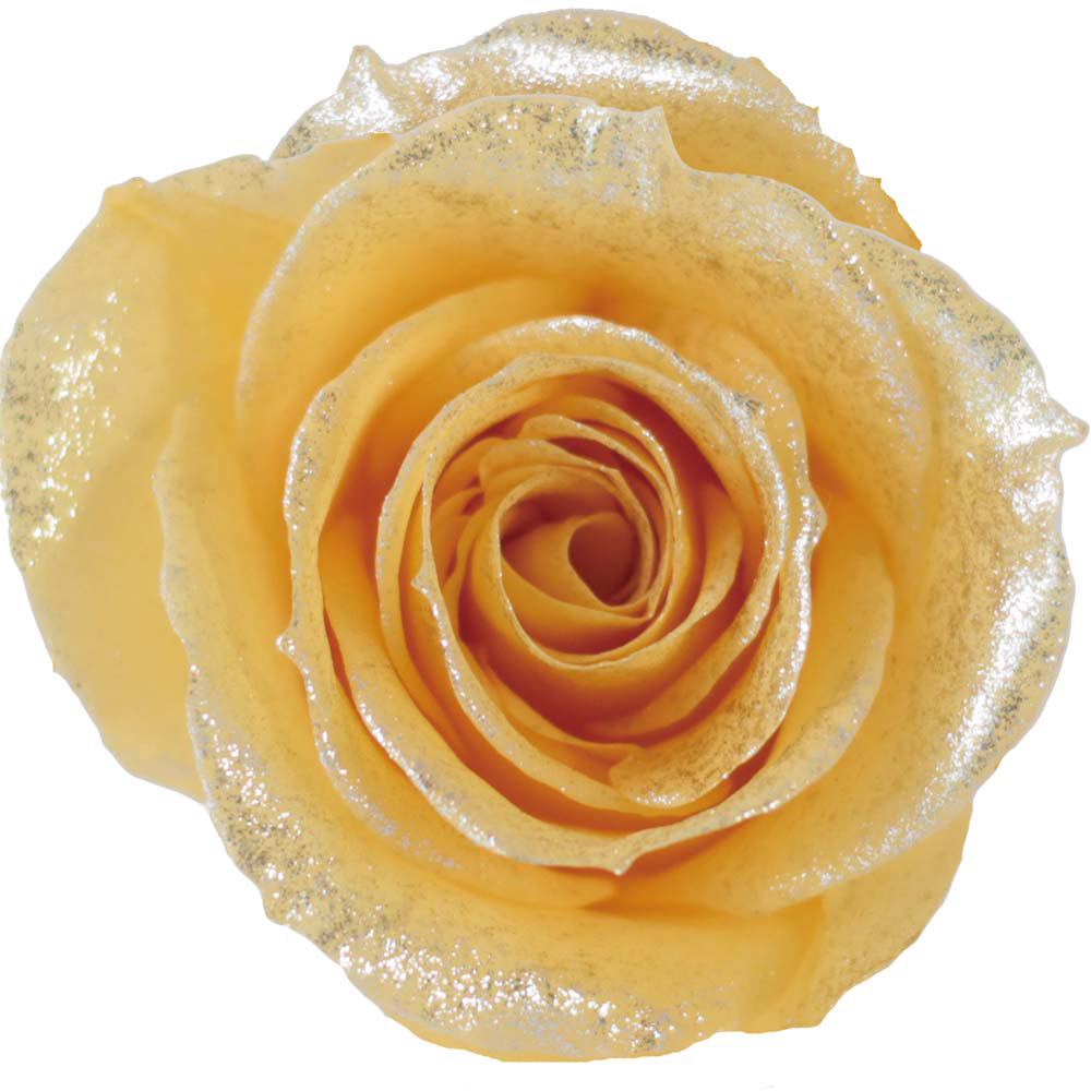 PMバースローズ ゴールドパール