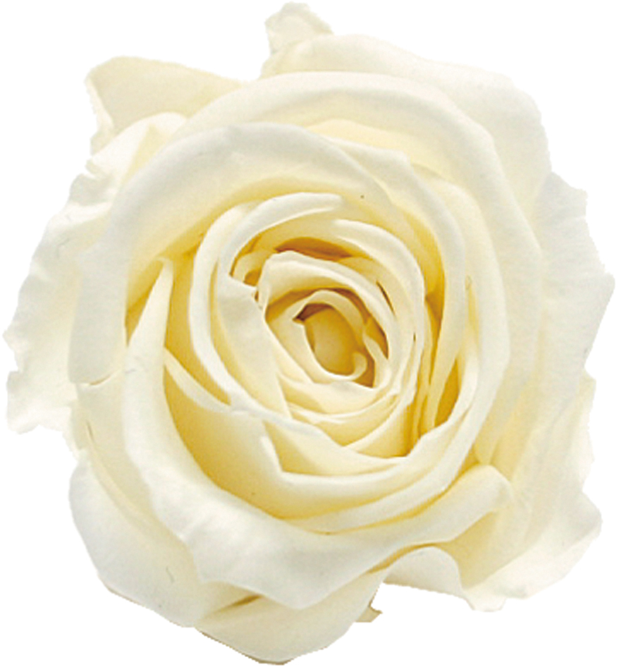 Primaveraベベ ブライダルホワイト