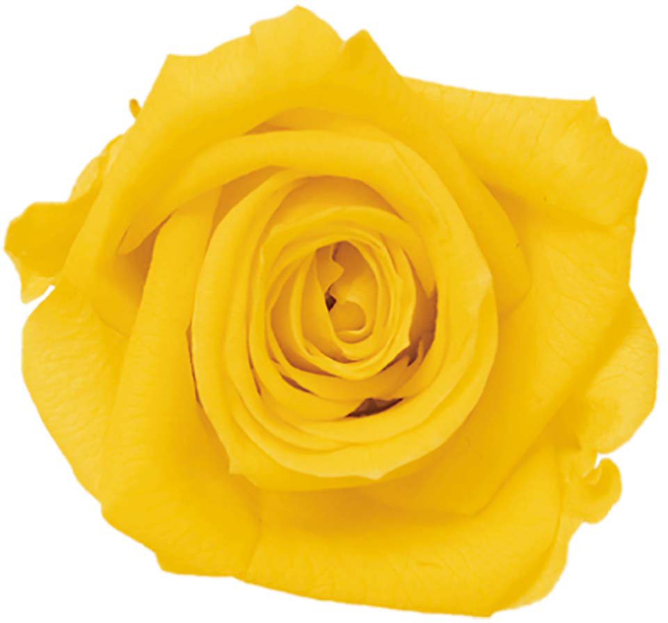 Primaveraベベ レモン