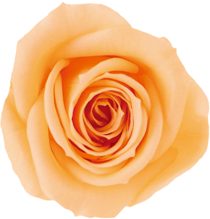 Primaveraベベ ピーチ