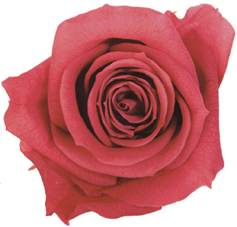 Primaveraベベ コーラルピンク