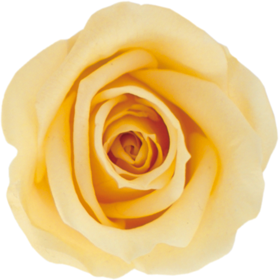 Primaveraベベ シュークリーム