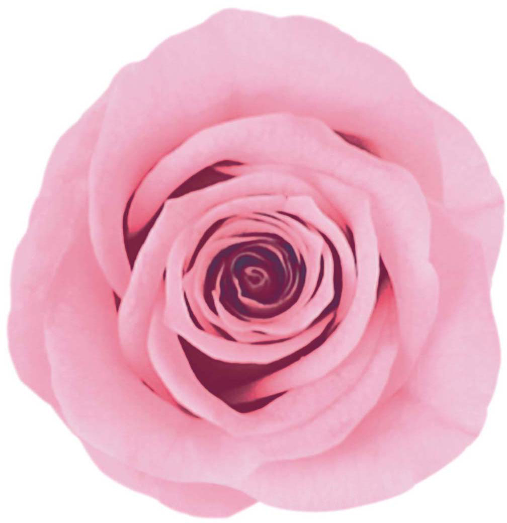 Primaveraベベ シルキーピンク