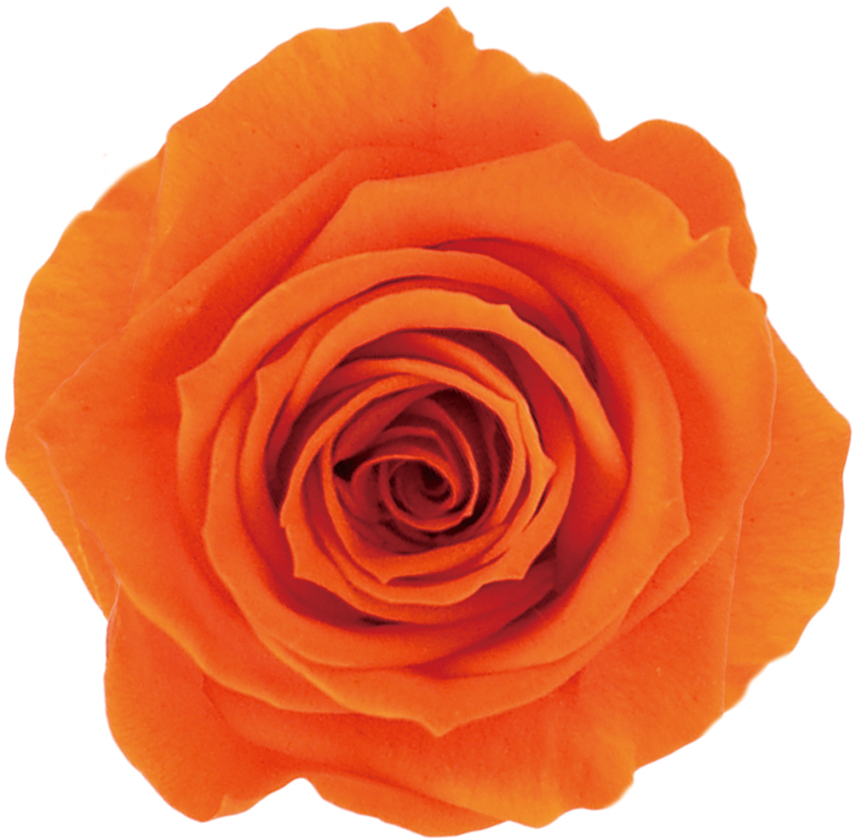 Primaveraニーナ オレンジ