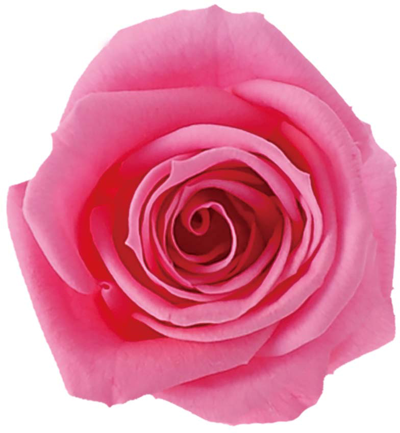 Primaveraニーナ ピンク