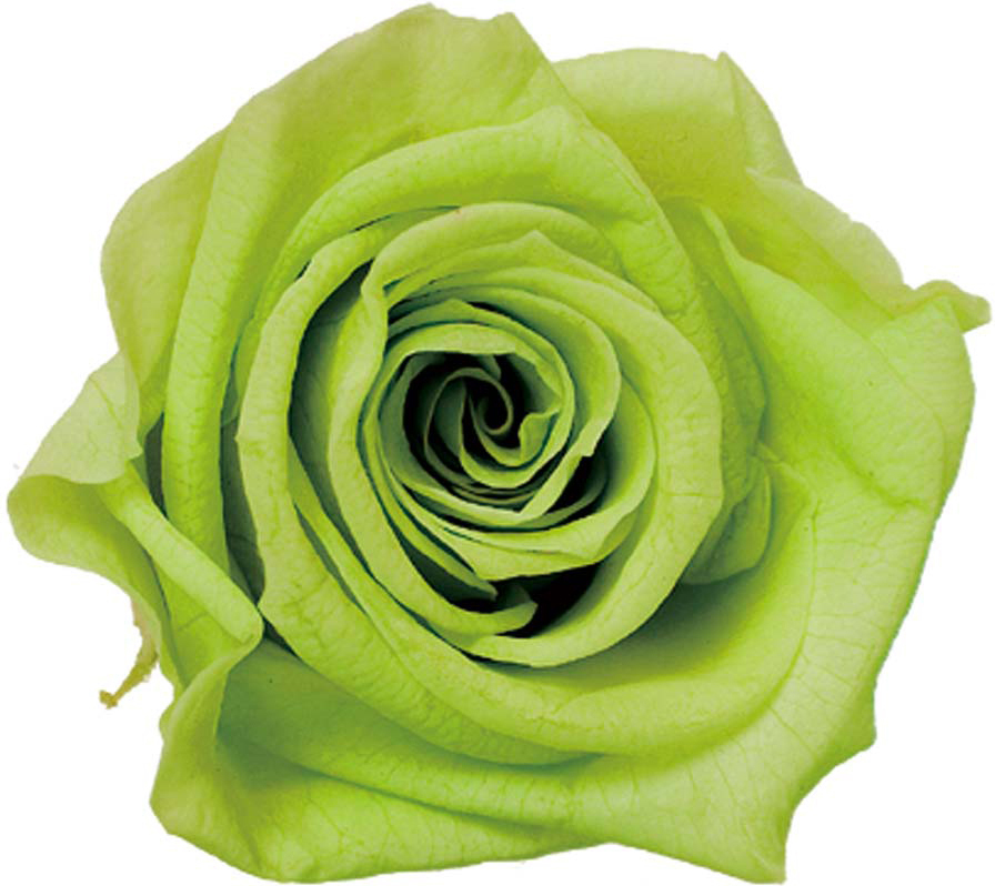 Primaveraニーナ ピスタチオ