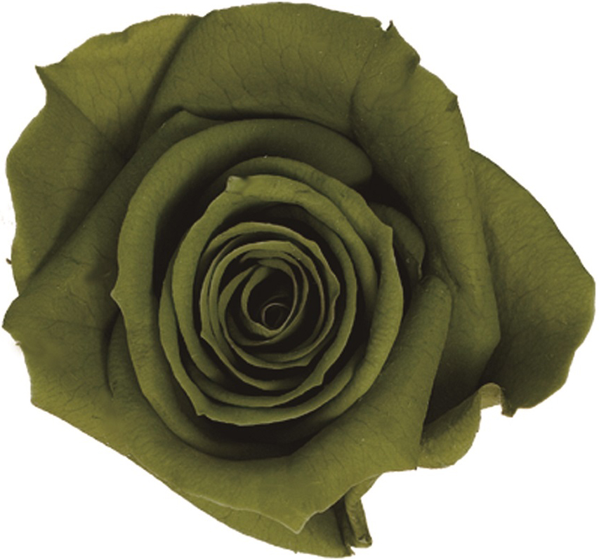 Primaveraニーナ オリーブ