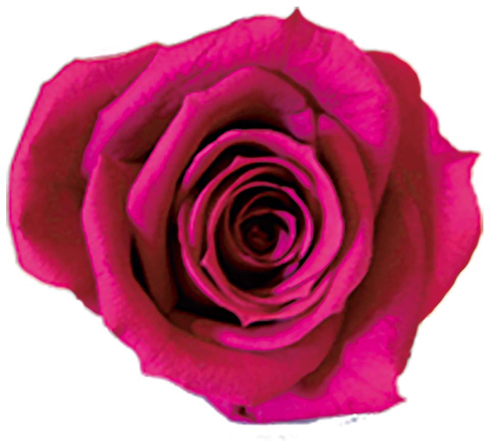 Primaveraニーナ カシスベリー