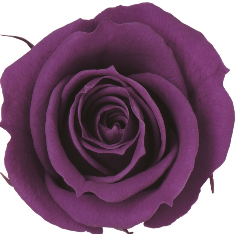 Primaveraニーナ グレープ