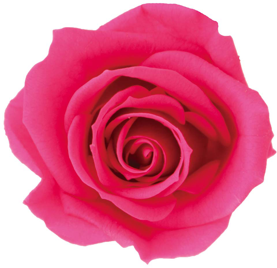 Primaveraニーナ フラミンゴピンク