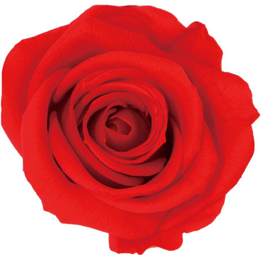 PMニーナ カルメンレッド