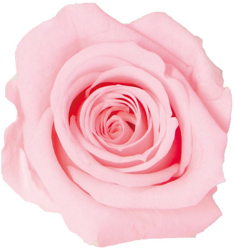 PMニーナ フェアリーピンク