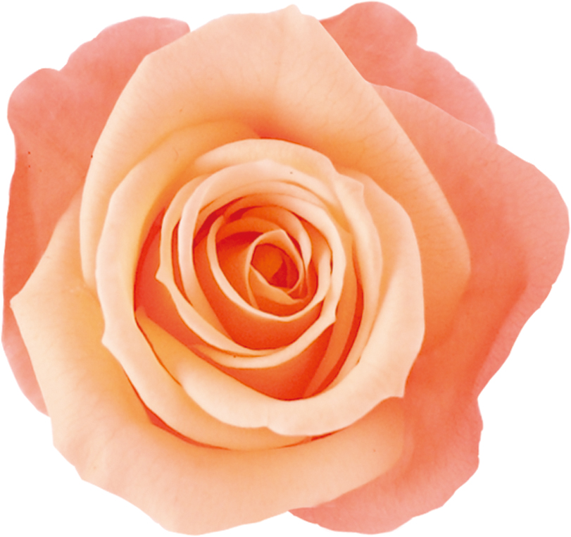 Primaveraj[iLfB[@XEB[gIW