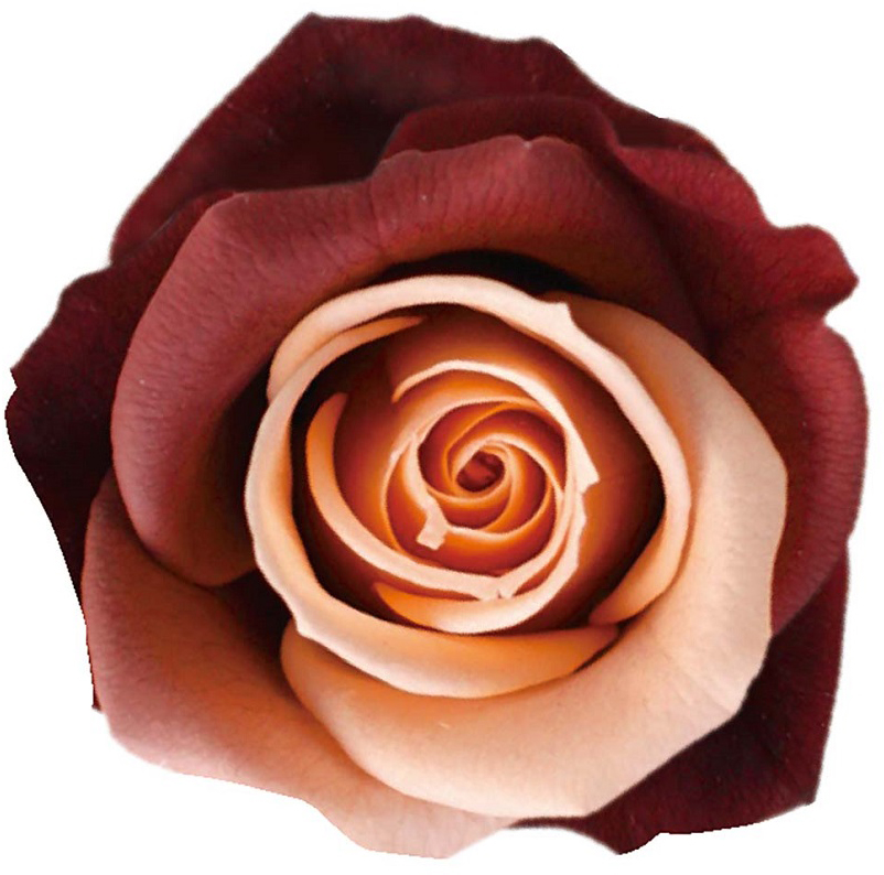 Primaveraj[iLfB[@uEj[