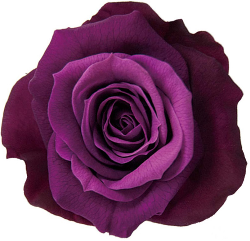 Primaveraj[iLfB[@x[^g