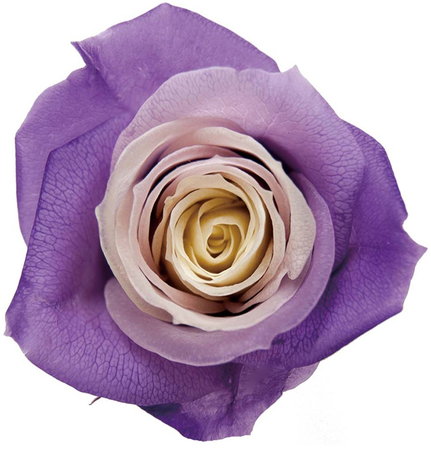 レカンフラワー FLOOWM】フラワー ロゴ刺繍 キャンバストートバッグ MONO-MART