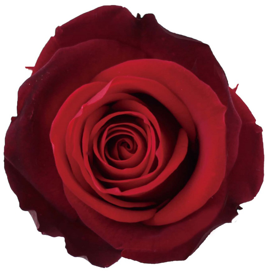 PrimaveraLfB[[Y@_[N`F[