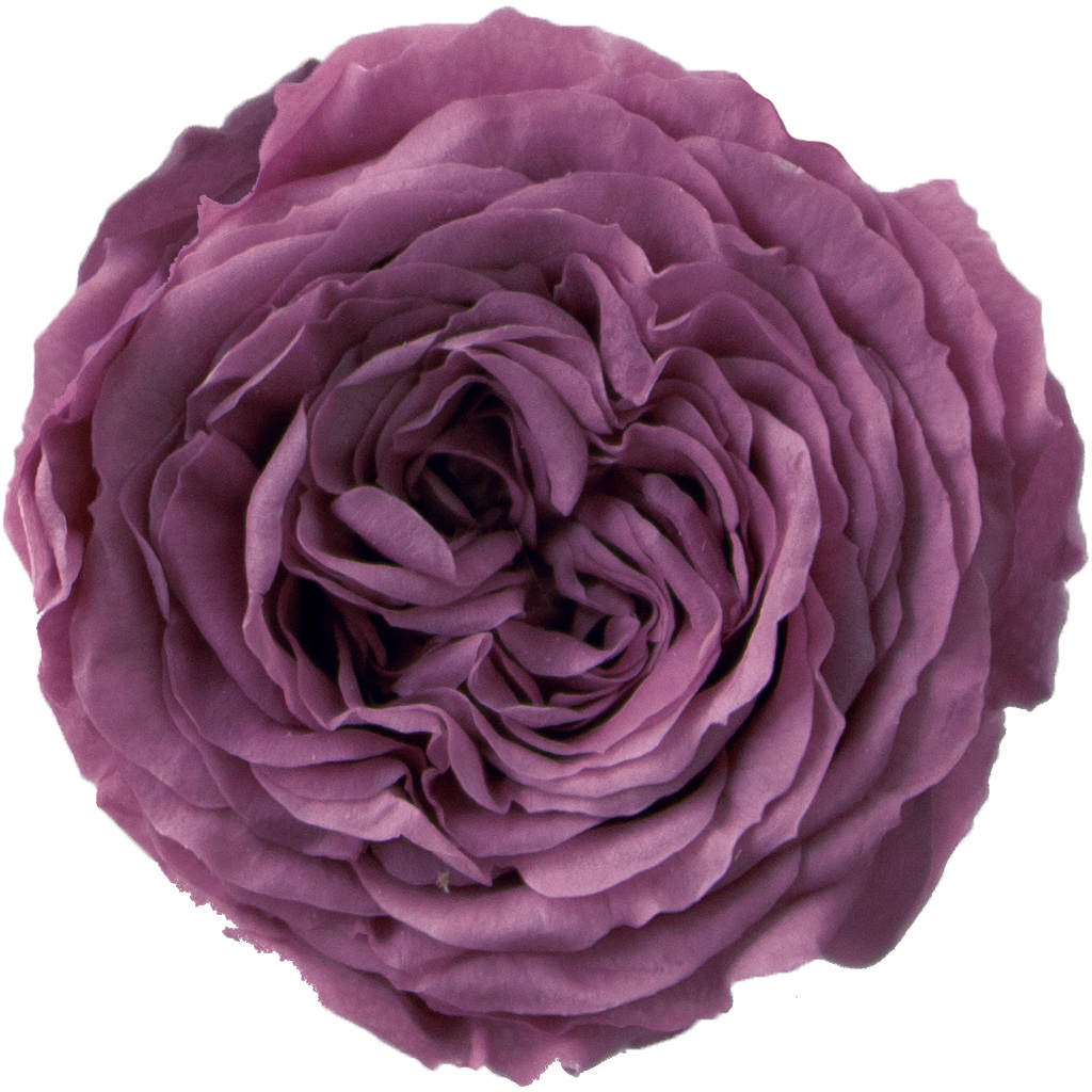 PMナナガーデンローズ リラ